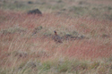 Red Grouse