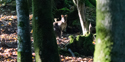 Red necked Wallaby
