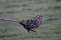 Reeve's Pheasant