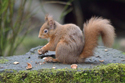 Red Squirrel