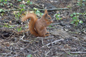 Red Squirrel