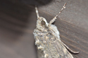 Red Underwing