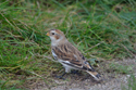 Snow Bunting