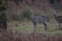 Sika Deer