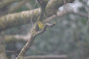 Siskin