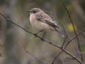 Siberian Stonechat