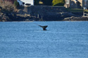 Sperm Whale