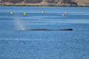 Sperm Whale