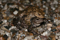 Toad