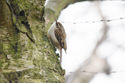 Treecreeper