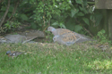 Turtle Dove