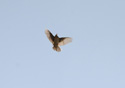 Tree Pipit