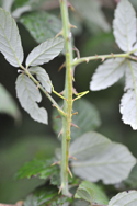 Unarmed Stick Insect