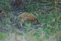 Wild Boar