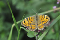 Wall Brown