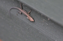 Wall Lizard