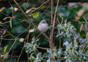 Western Orphean Warbler