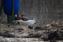 White Pheasant