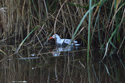 Water Rail
