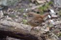 Wren