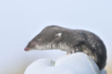 Water Shrew