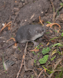 Water Shrew