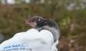 Water Shrew