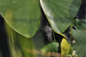 Water Shrew