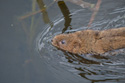 Water Vole