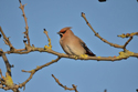 Waxwing