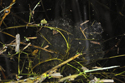 Agile Frog Spawn