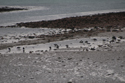 Brent Geese