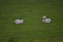 Bar Headed Goose