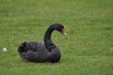 Black Swan