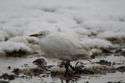 Cattle Egret