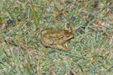 Jersey Toad