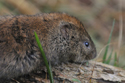 Jersey Vole