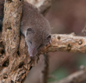 Lesser White Toothed Shrew