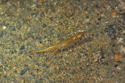 Palmate Newt