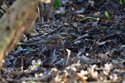 Redwing