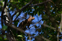 Red Squirrel