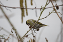Siskin
