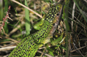 Western Green Lizard