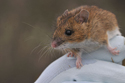 Wood Mouse
