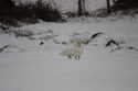 Whooper Swan