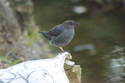 American Dipper