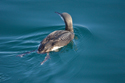 Artic Loon