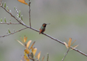 Allen's Hummingbird