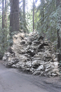 Albino Redwood