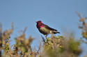 Anna's Hummingbird